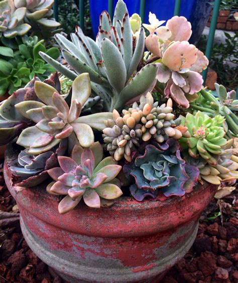 Love This Container Succulent Succulent Garden Design Plants