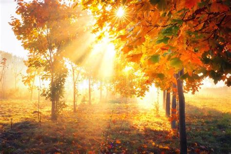 Autumn Background Fall Nature Yellow Trees In Sunlight Bright Sun