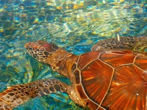 Turtle Beach Maui Visit To See The Beautiful Sea Turtles
