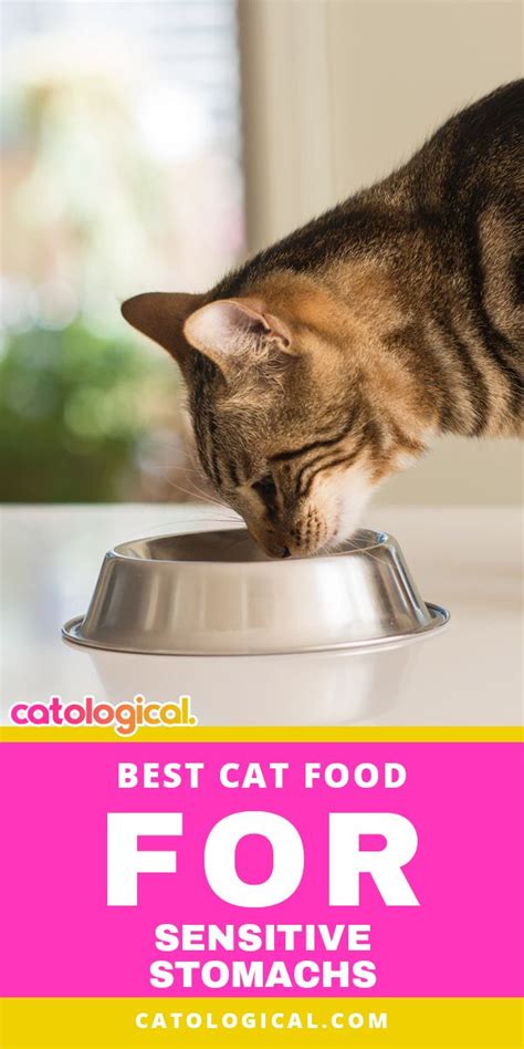 Best Cat Food For Diarrhea Canada Shandi Sales