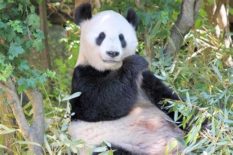 Are Pandas Dangerous Answered Wildlife Informer