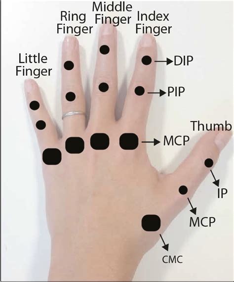 Kinematic Model Of A Hand Each Finger Has Joints With Dof Index My Xxx Hot Girl