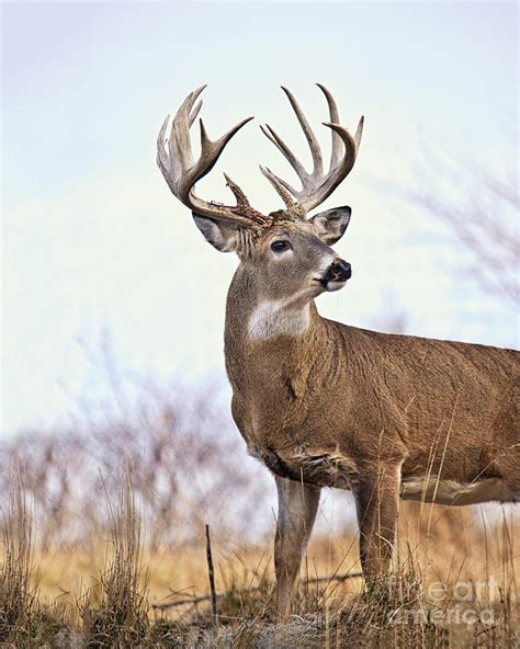 Farmland White Tailed Deer Buck Photograph By Timothy Flanigan Pixels