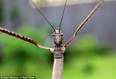 The Worlds Largest Insect Is As Long As Your Arm Daily Mail Online