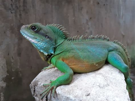 Chinese Water Dragons Are Ectothermic Which Means They Need A Warm
