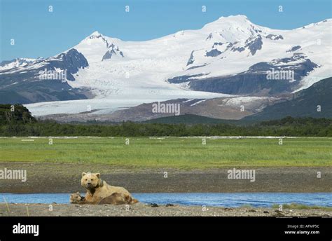 Brown Bear Mother And Cub Katmai National Park Alaska Stock Photo Alamy