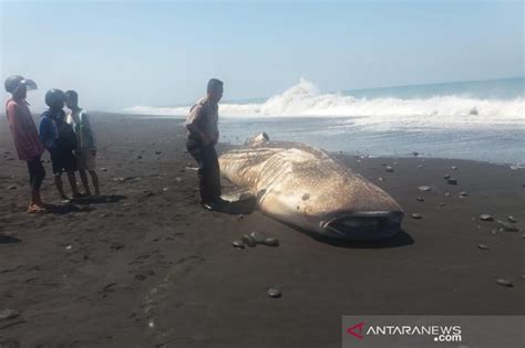 Yang pertama, gambar untuk mewarnai pemandangan alam yang keren. 98 Koleksi Gambar Ikan Hiu Untuk Anak Sd HD Terbaru - Gambar Hewan