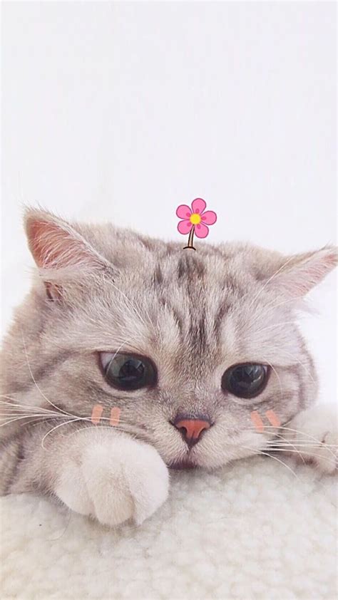Cute Cat Wallpaper Cute Pp Kucing Aesthetic Free Download Cat Panda