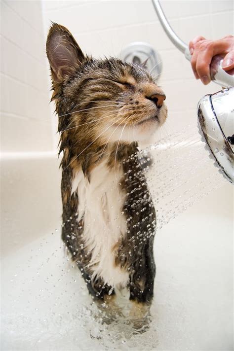 Adorable Cat Enjoys The Bath Bathingcat Cat Adorable Water Cat