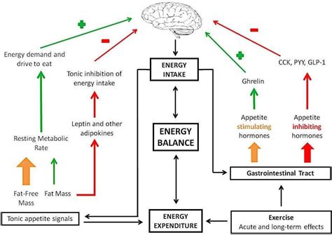 Figure 4 From Energy Balance Body Composition