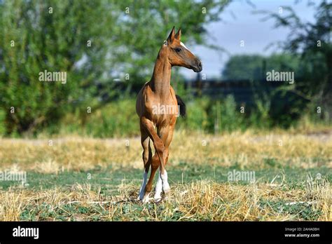 Bay Akhal Teke Foal Standing In The Field Alone Front View Stock Photo