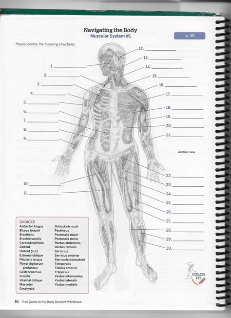 Chapter 1 Navigating The Body Diagram Muscular System Part 1