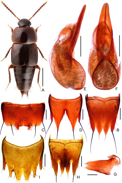 Tachinus Biangulatus A G Male H I Female A Habitus B Tergite