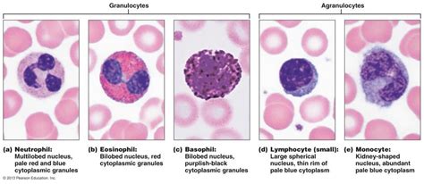 Neutrophils Eosinophils And Basophils Are Alike In That They