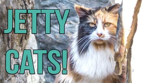 To help them, community cats coalition has a cost effective plan that not only reduces feral cat populations, but also improves and extends the lives of colony members. Meet the Jetty Cats! - YouTube | Cats, Cat pics, Kittens