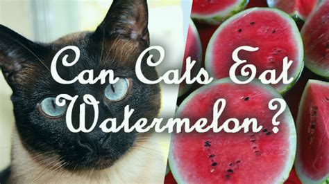 They should be cut up in small chunks for them. Can Cats Eat Watermelon? | Pet Consider