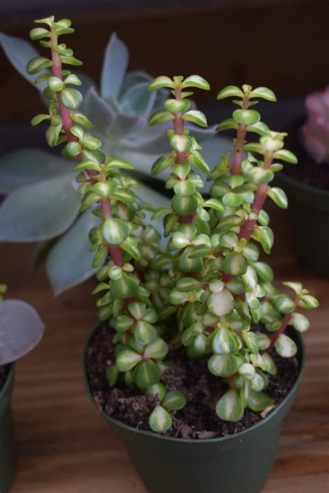 The portulacaria afra offers the chance to apply several techniques (wire, pruning, clip and grow, etc) while being almost impossible to kill. Portulacaria afra 'Variegata' (Rainbow Bush) is a form of ...