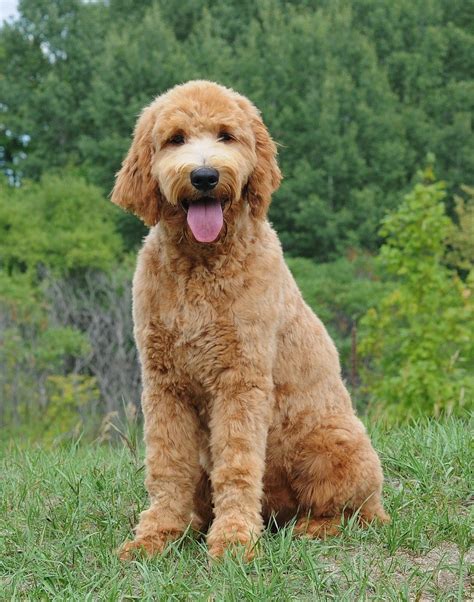 Best Dog Food For Goldendoodles Puppies Adults And Seniors