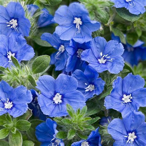 Maybe you would like to learn more about one of these? 2016 New Plants | Blue plants, Flower garden plans, Annual ...