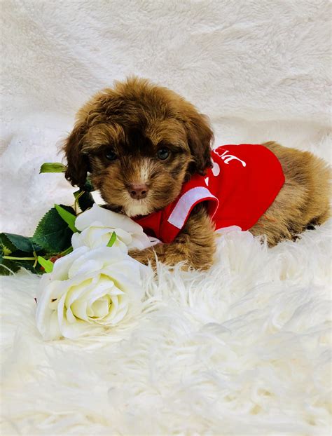 This puppy is current on vaccines. Maltipoo Puppies For Sale | Houston, TX #265526 | Petzlover