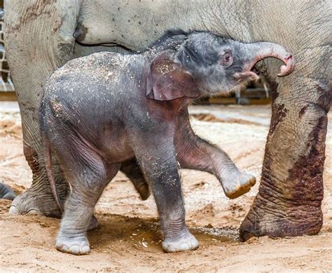 how much does a baby elephant weight - Catherin Carney