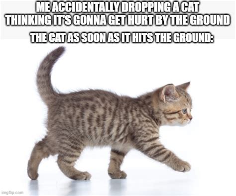 Bruh Cats Land On All Fours No Matter What Imgflip