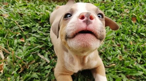 We are dedicated to breeding the best american bully puppies. Best Dog Foods For The American Bully: Puppies, Adults ...