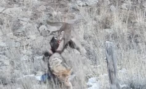 Have You Ever Seen Coyote Defies The Odds And Takes On Mountain Lion