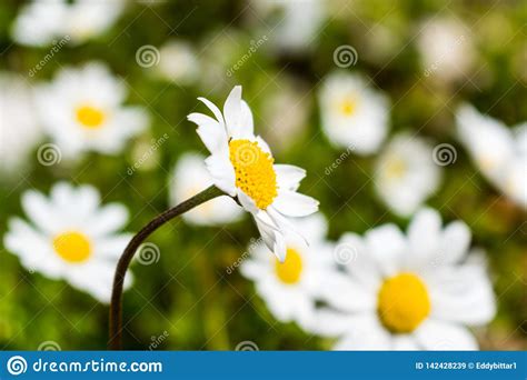 Beautiful Margaret Flower In The Garden Stock Image Image Of Clean