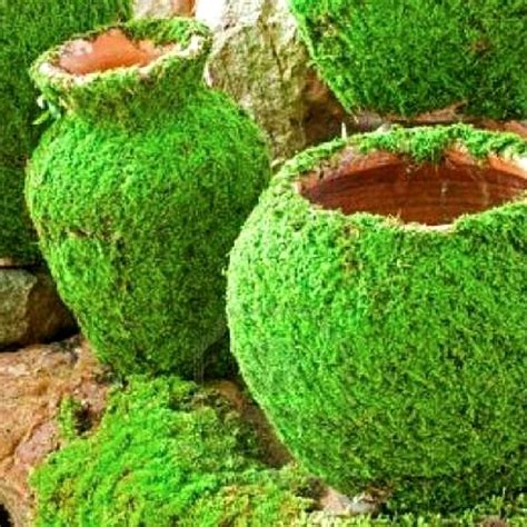 How To Grow Moss On Pots And Rocks Growing Moss Container Water