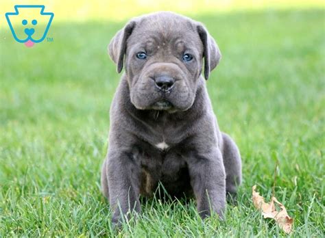 11 healthy puppies come with tail already cropped papers and first vaccination 2500$ if you want to claim your puppy now 500$ deposit. Sophia | Cane Corso Puppy For Sale | Keystone Puppies