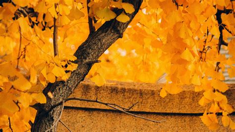Yellow Autumn Leafed Tree In Blur Yellow Leaves Background Hd Nature
