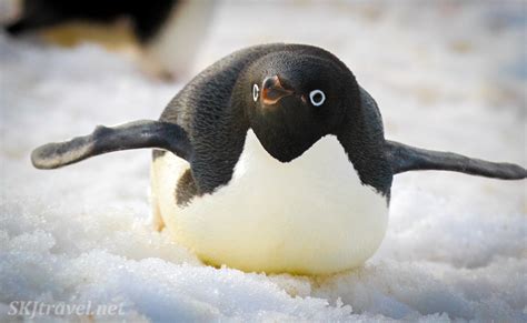 For The Love Of Penguins One More Shout Out To The Most Lovable