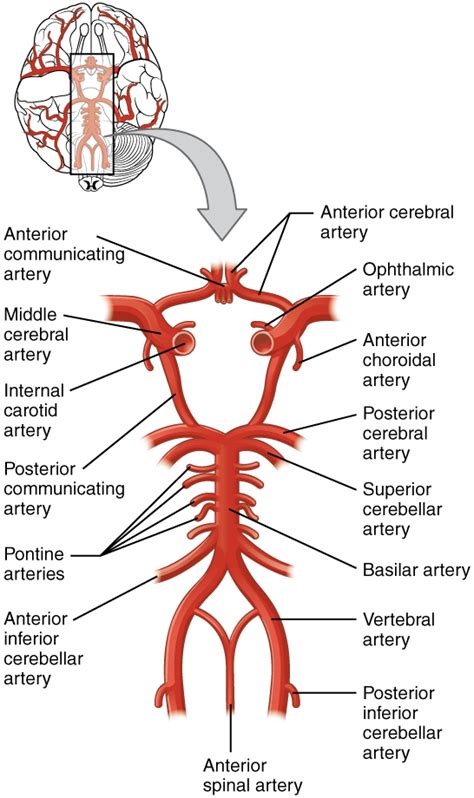 The treatment options for a brain aneurysm depend on a few things. Subarachnoid Hemorrhage (SAH) — Symptoms, Diagnosis and Treatment
