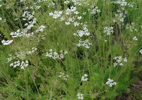 Harvest the seeds when they have ripened but before they fall to the ground. Caraway - The Daily Garden