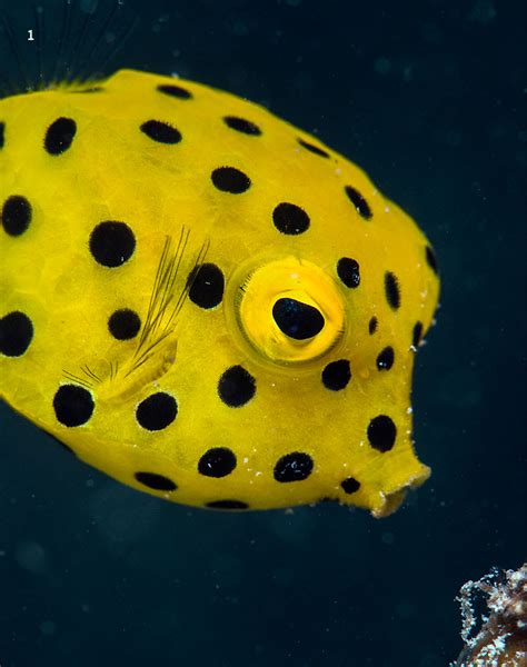 Boxfish Change Remarkably In Their Appearance As They Age Here We See