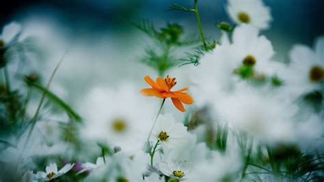 Wallpaper Flowers, 4k, HD wallpaper, 8k, daisies, cosmos flower, white