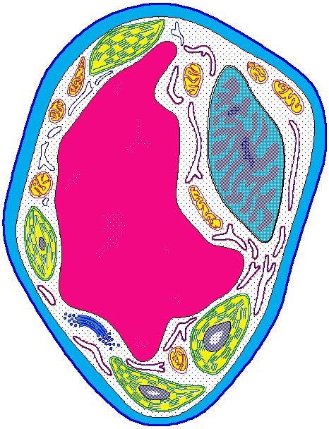 In the plant cell, the nucleus is the chef who makes the desions and. interactive Typical Plant Cell | Typical plant cell, Plant ...