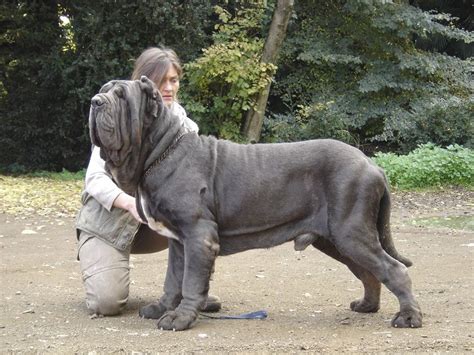 Lancaster puppies advertises puppies for sale in pa, as well as ohio, indiana, new york and other states. Neapolitan Mastiff price & cost range. Neapolitan puppies ...