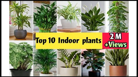 Best Indoor Plants India Best Indoor Plants For Clean Air Top 10