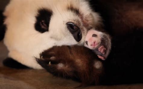 Panda Boing Boing