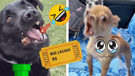 Big Laugh Funny Dog Videos 🐶 Best Of 5 Laughs A Day Fun Dogs