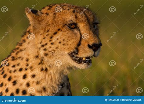 Golden Cheetah Head At Sunset Stock Photo Image Of Sunlit Portrait