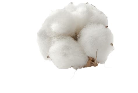 Cotton Boll Png Transparent Clipart Large Size Png Image Pikpng