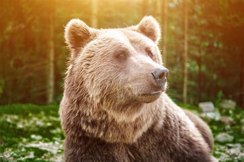 How animals first appeared on Earth • Earth.com