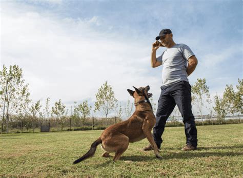 Trained Protection Dog Best Trusted Companion Dogs Best Stuff