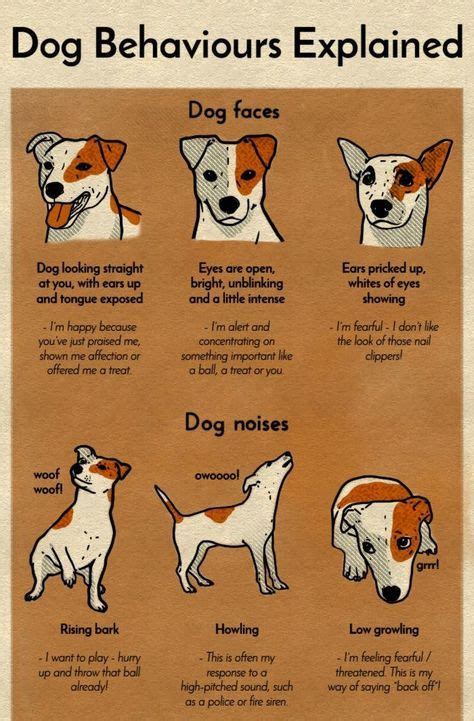 Dog Body Language Chart Decoding Behavior The Whoot Dog Noises