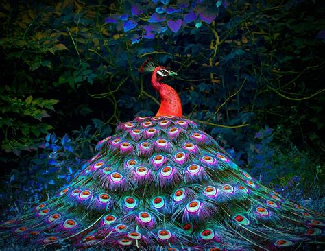 Photograph Red Peacock By Michael Richards On 500px Art Peacock