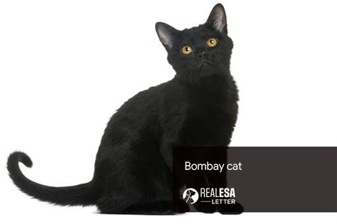 Bombay Cat Profile History And Personality Description