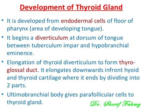 Development Of Thyroid Gland Special Embryology